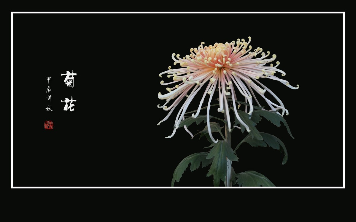 多姿多彩的菊花