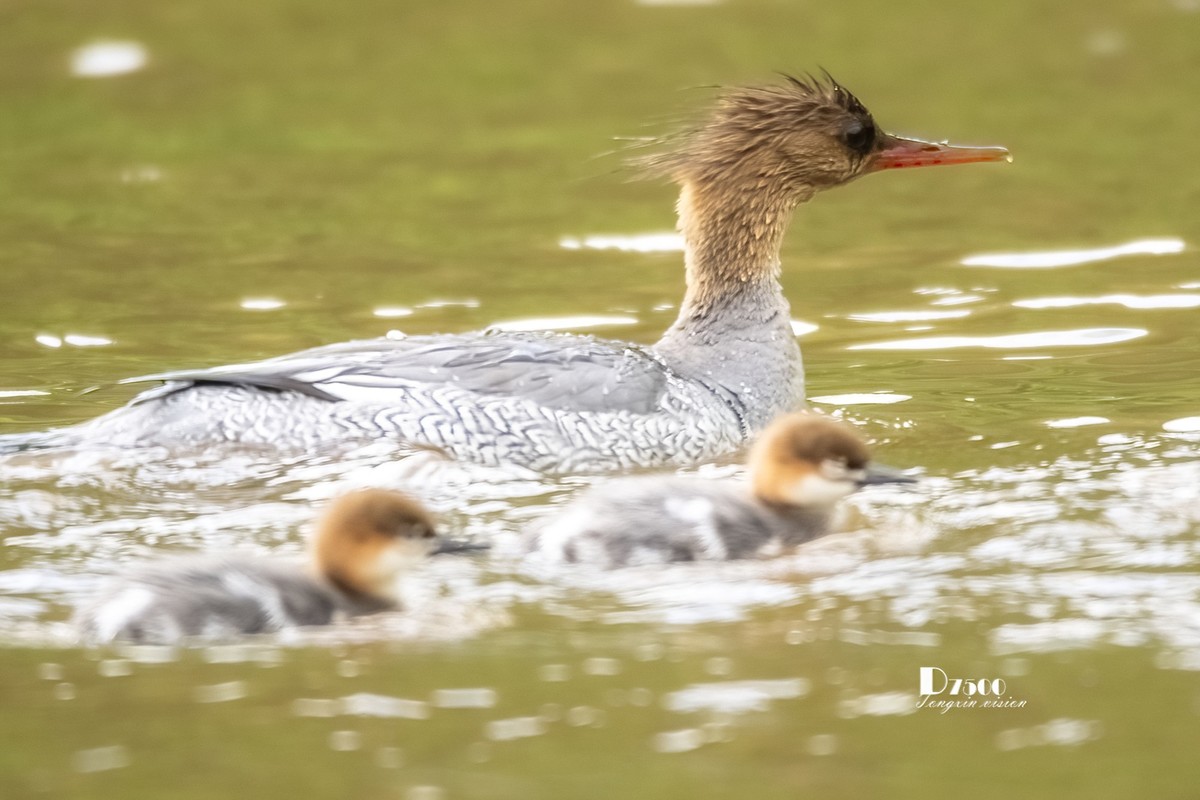 中华秋沙鸭（16）