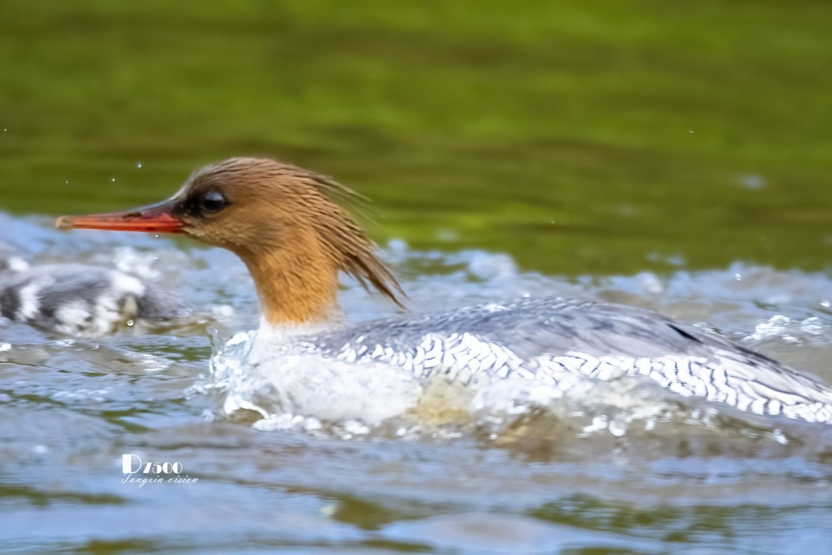 中华秋沙鸭（16）