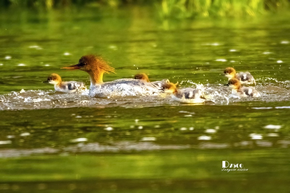 中华秋沙鸭（16）