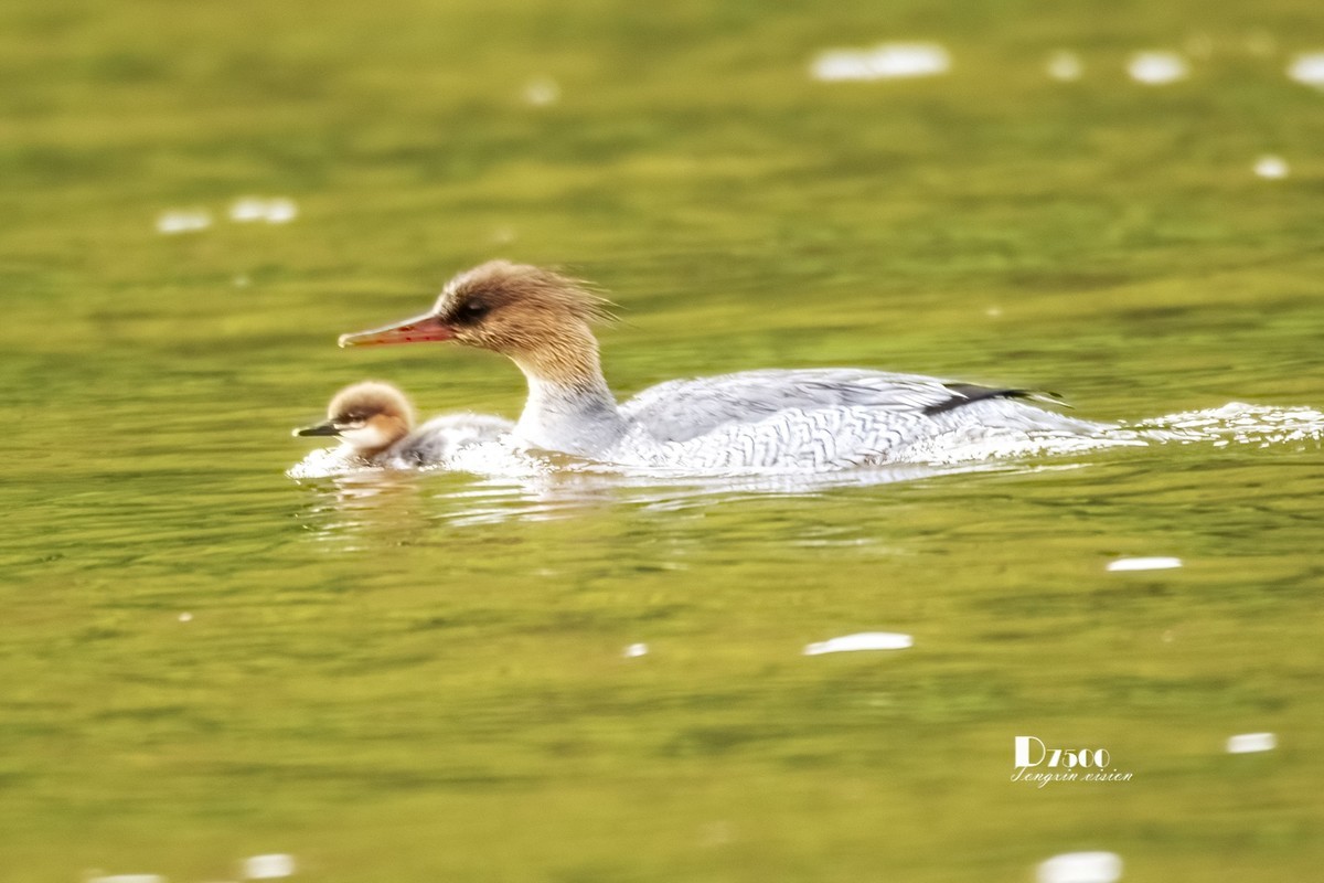中华秋沙鸭（16）