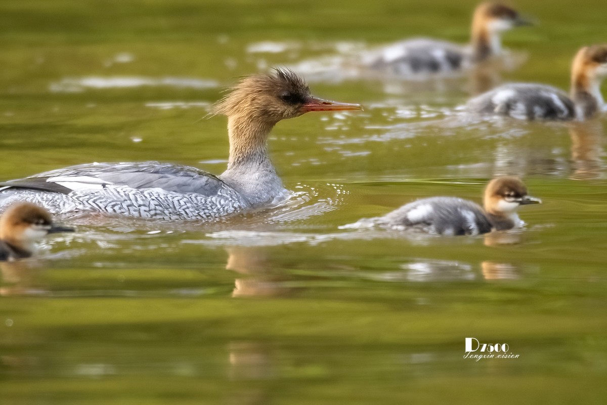 中华秋沙鸭（16）