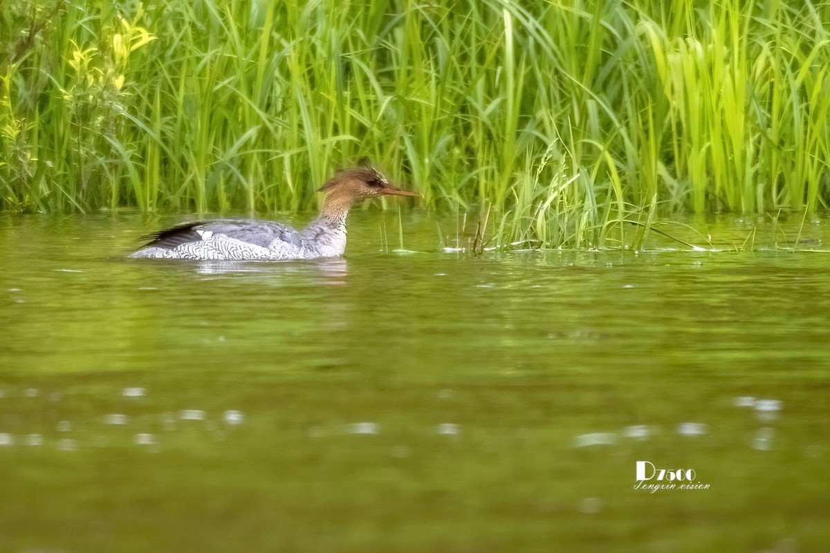中华秋沙鸭（16）