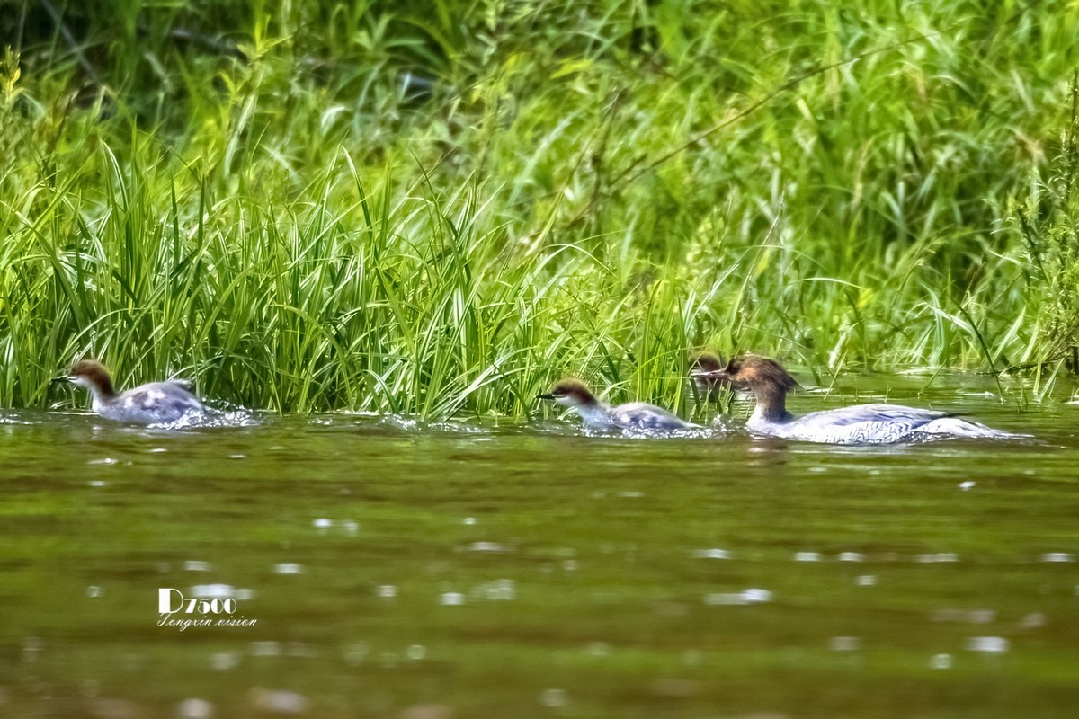 中华秋沙鸭（16）