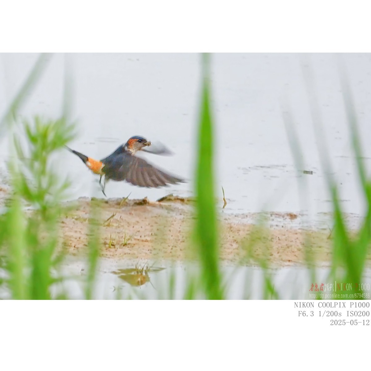 250512 斑腰燕-中关村在线摄影论坛