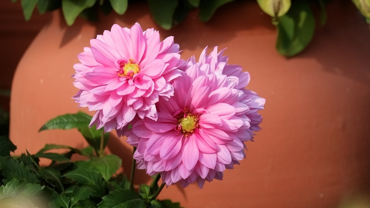 大丽花