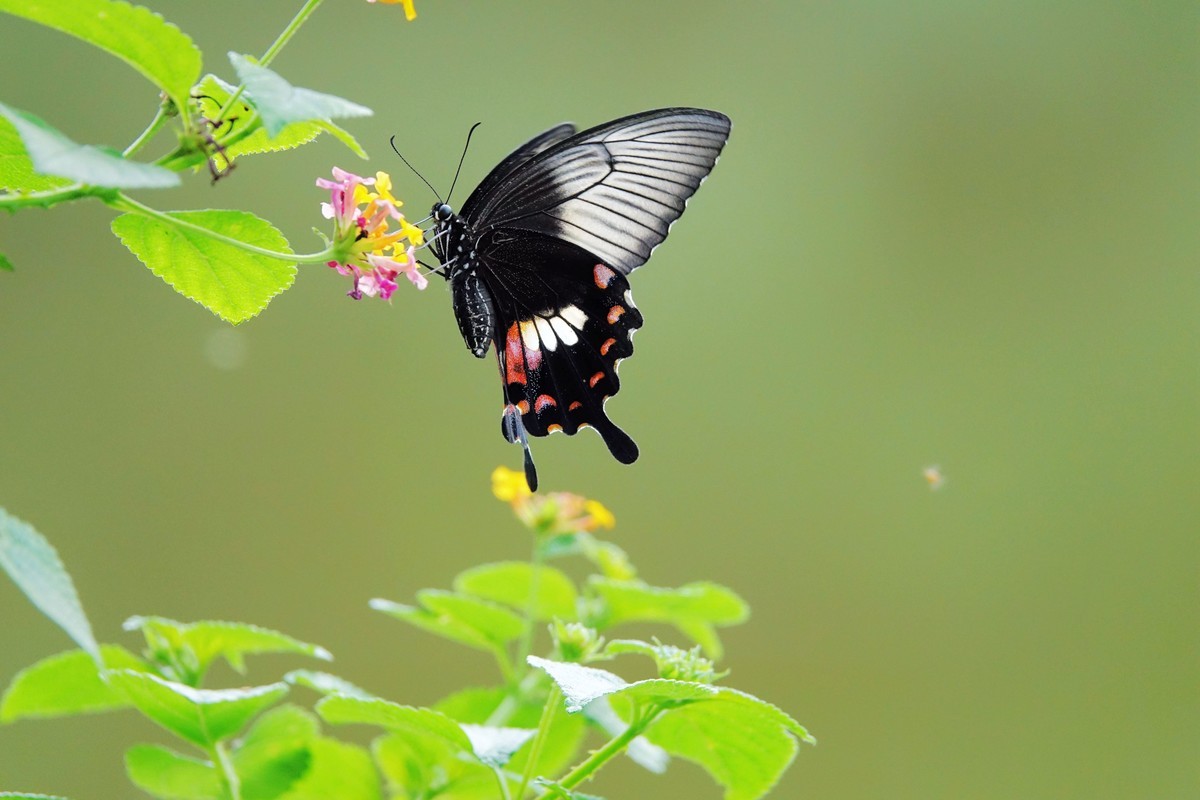 一组连拍…彩蝶飞花