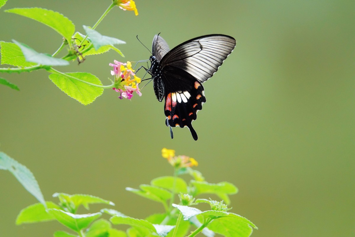 一组连拍…彩蝶飞花
