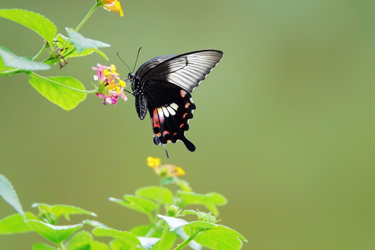 一组连拍…彩蝶飞花