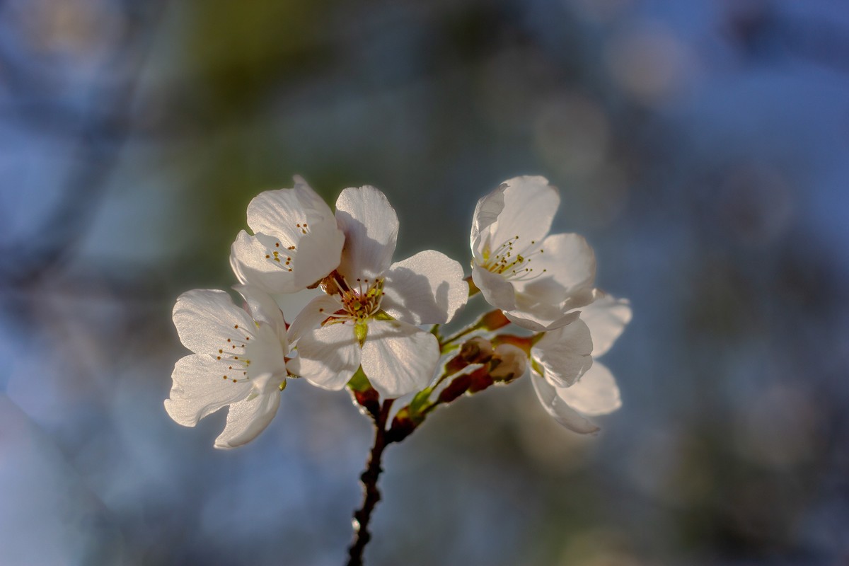 又到樱花绽放时
