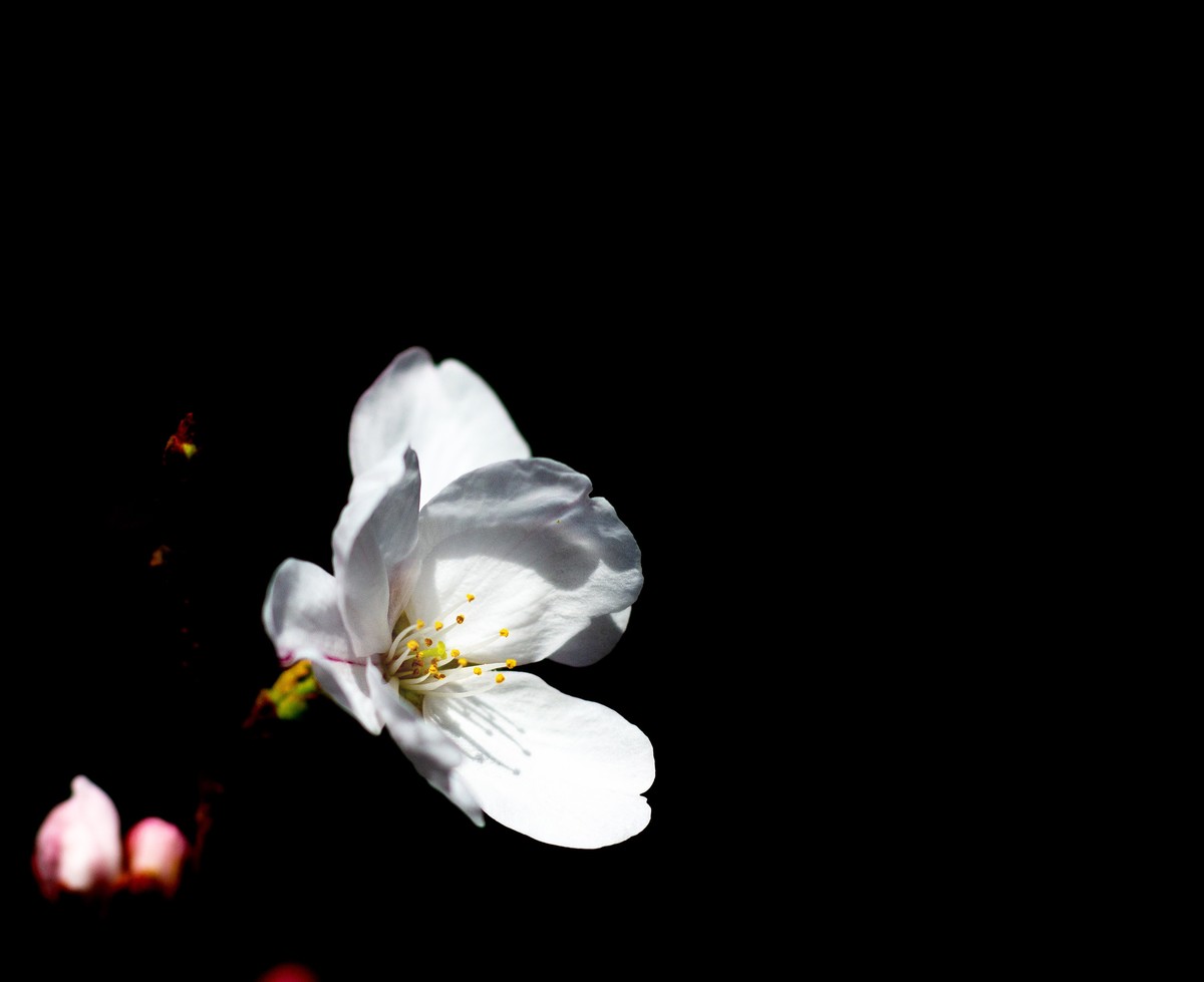 又到樱花绽放时