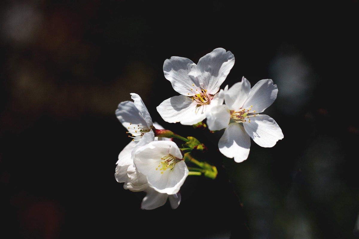 又到樱花绽放时