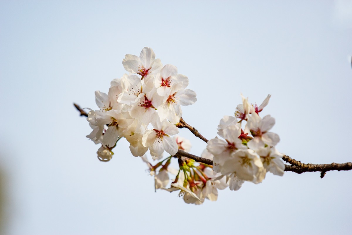 又到樱花绽放时