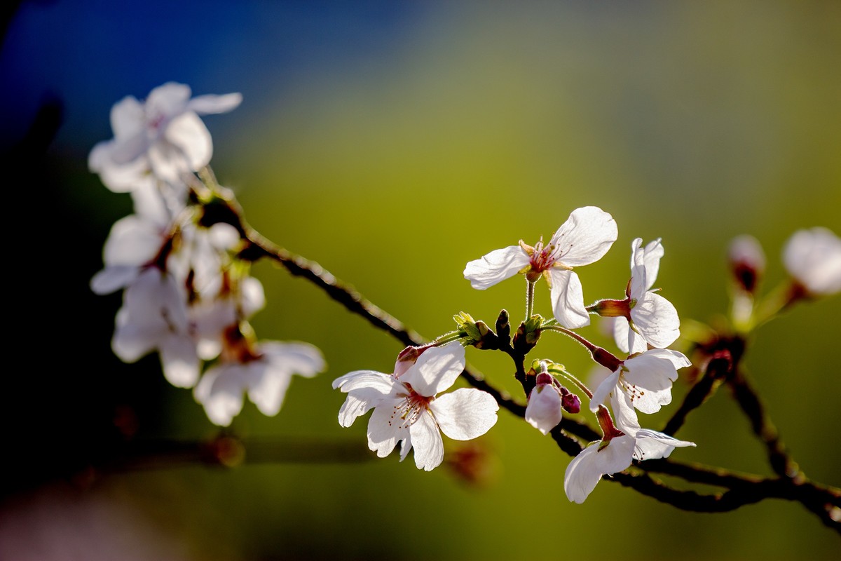 又到樱花绽放时