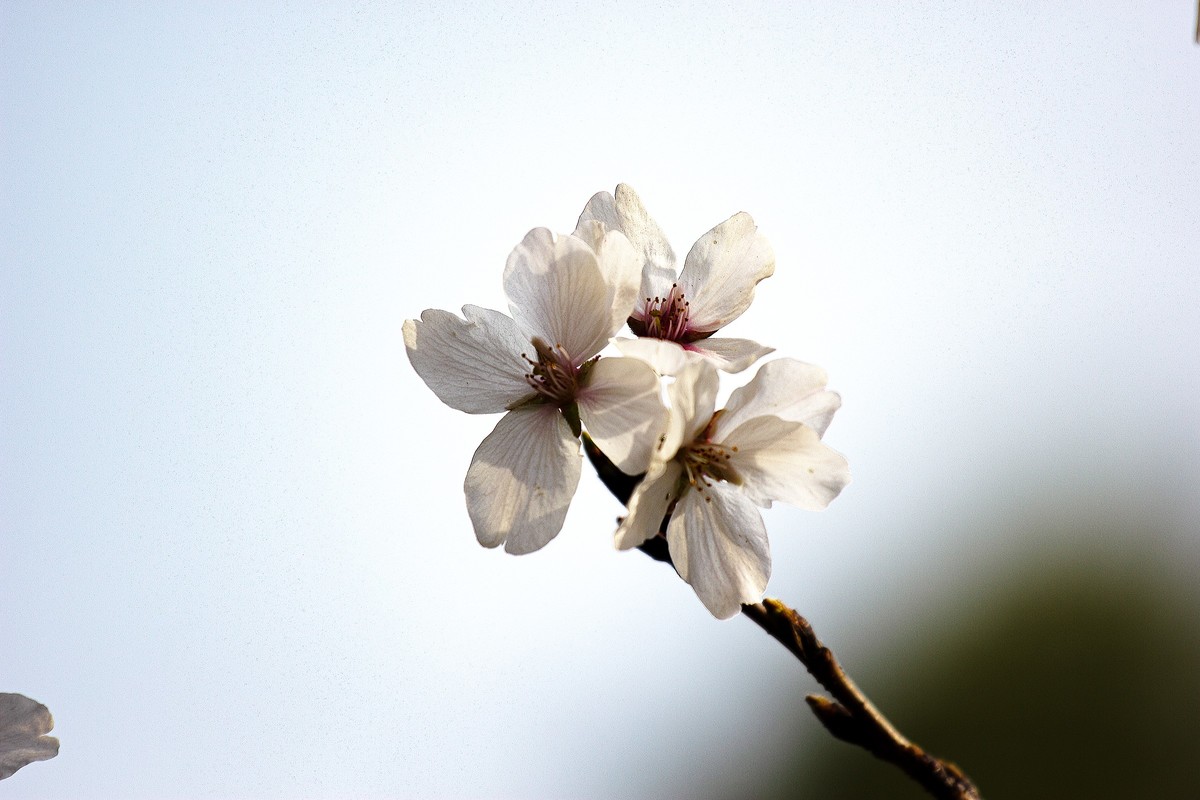 又到樱花绽放时
