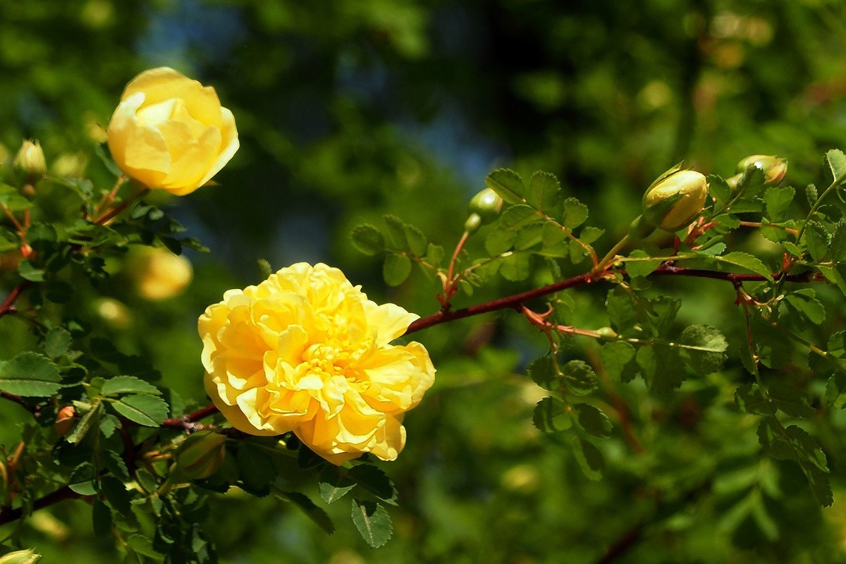 人民公园——黄蔷微花（完）