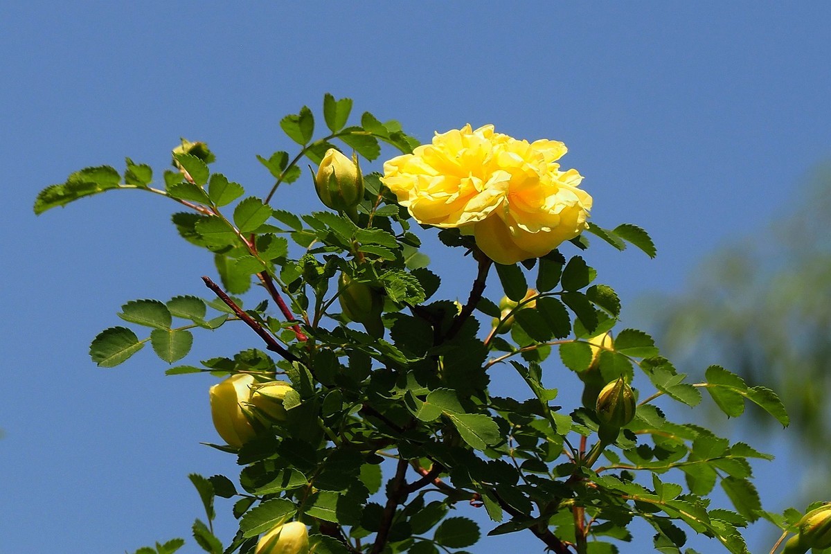 人民公园——黄蔷微花（完）