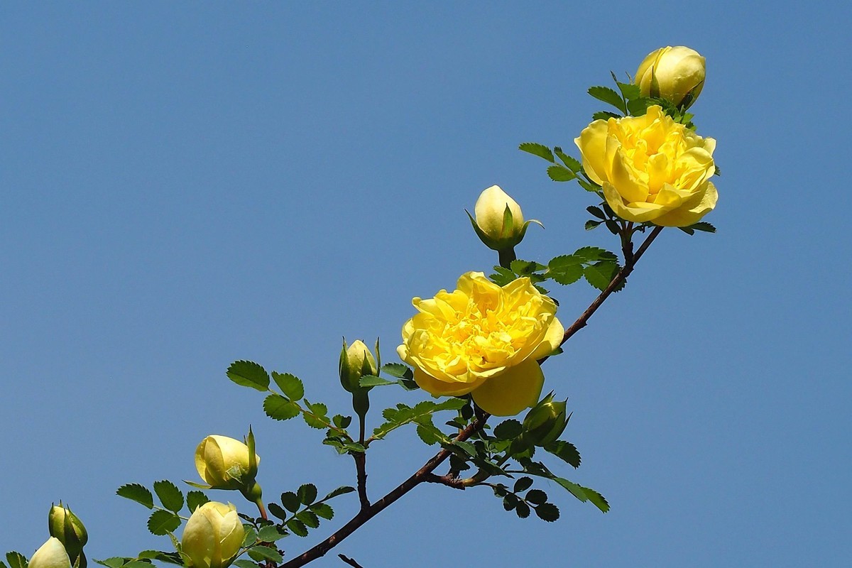 人民公园——黄蔷微花（完）