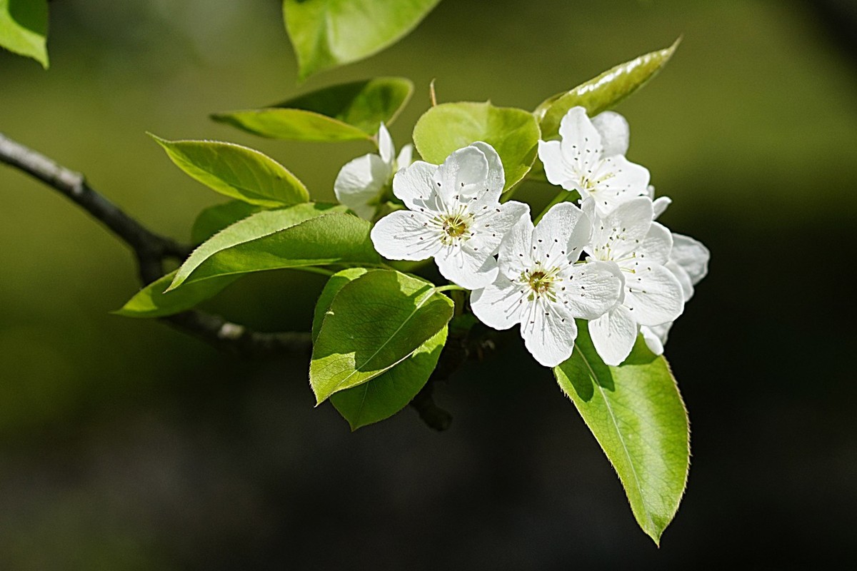 素雅之花梨花五