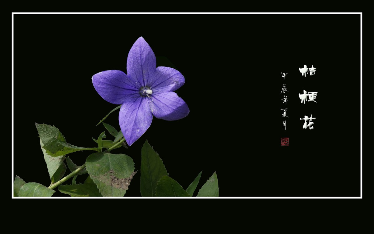 蓝格盈盈的桔梗花