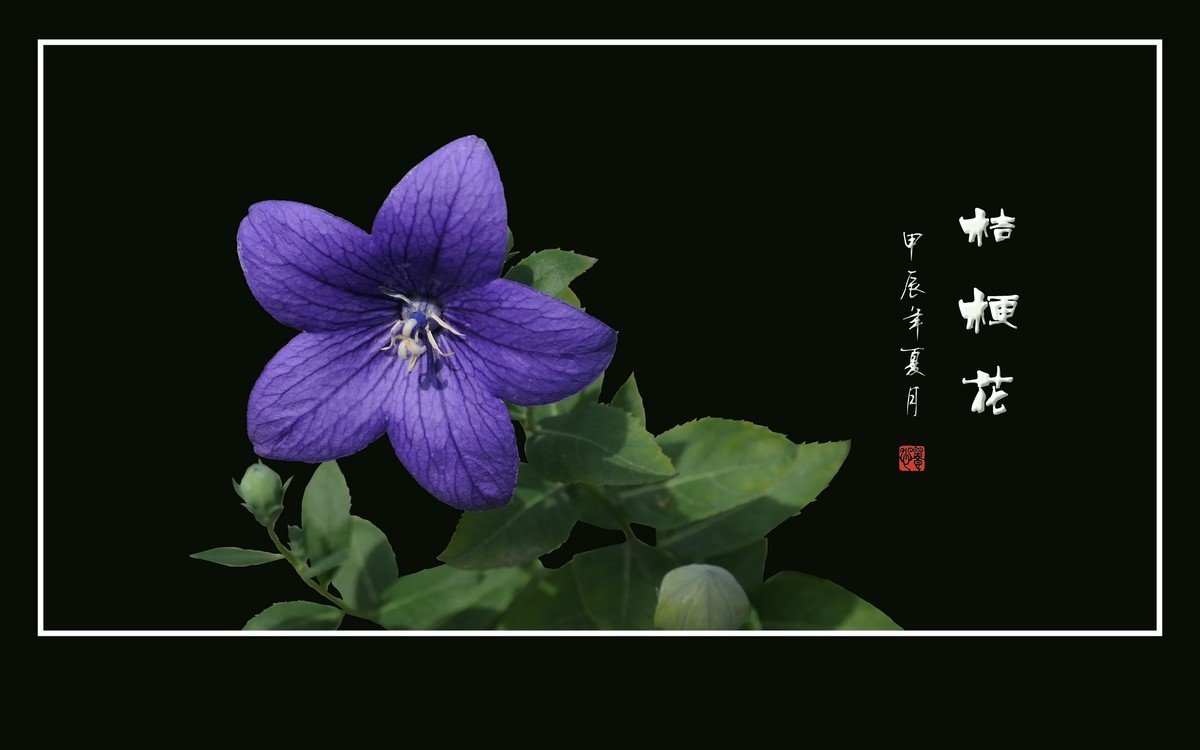 蓝格盈盈的桔梗花