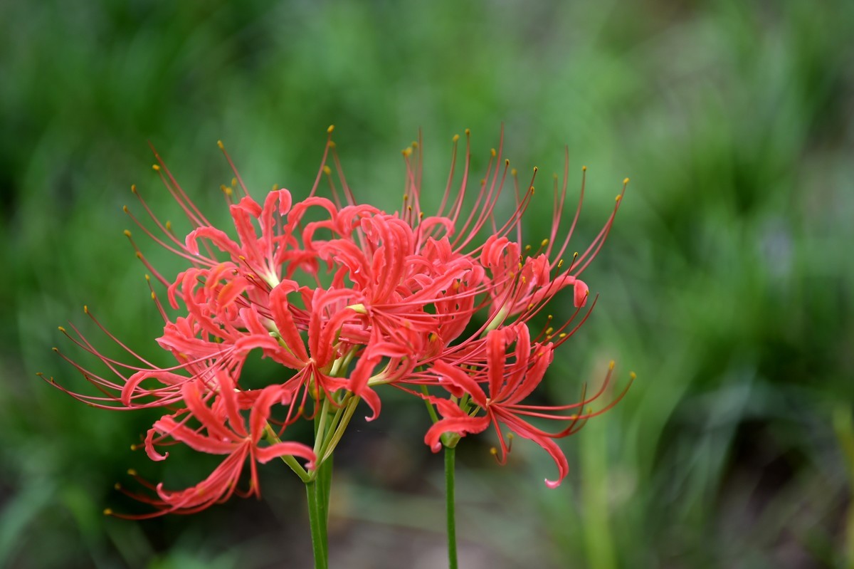 【图集】神秘的彼岸花