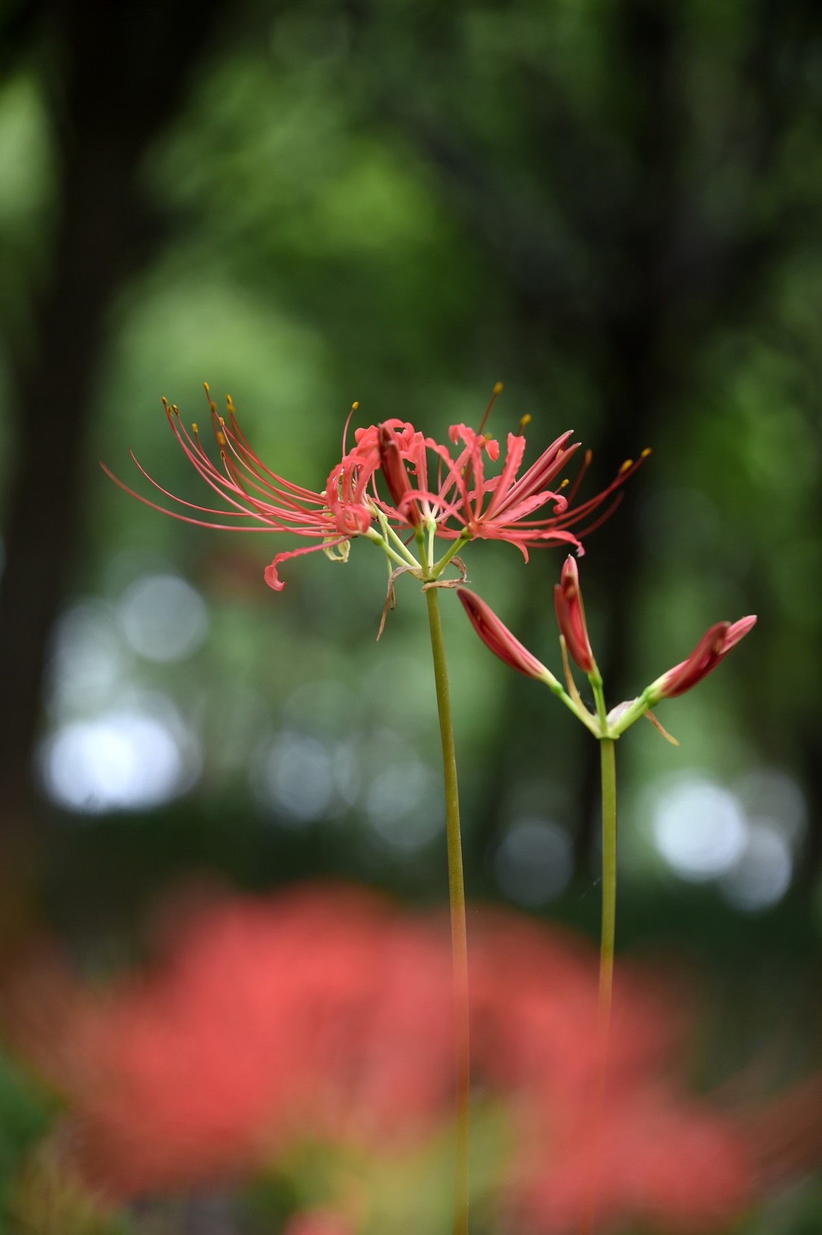 【图集】神秘的彼岸花