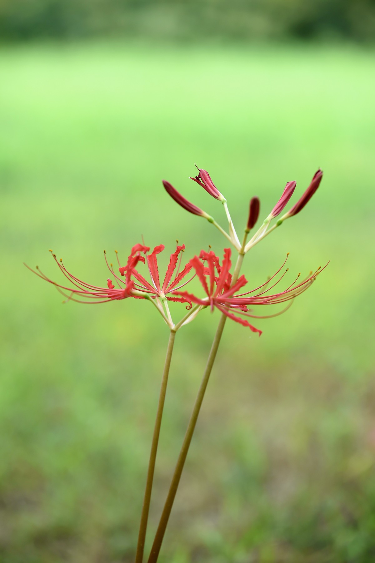 【图集】神秘的彼岸花