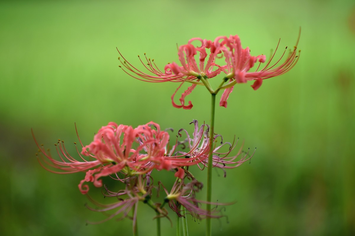 【图集】神秘的彼岸花