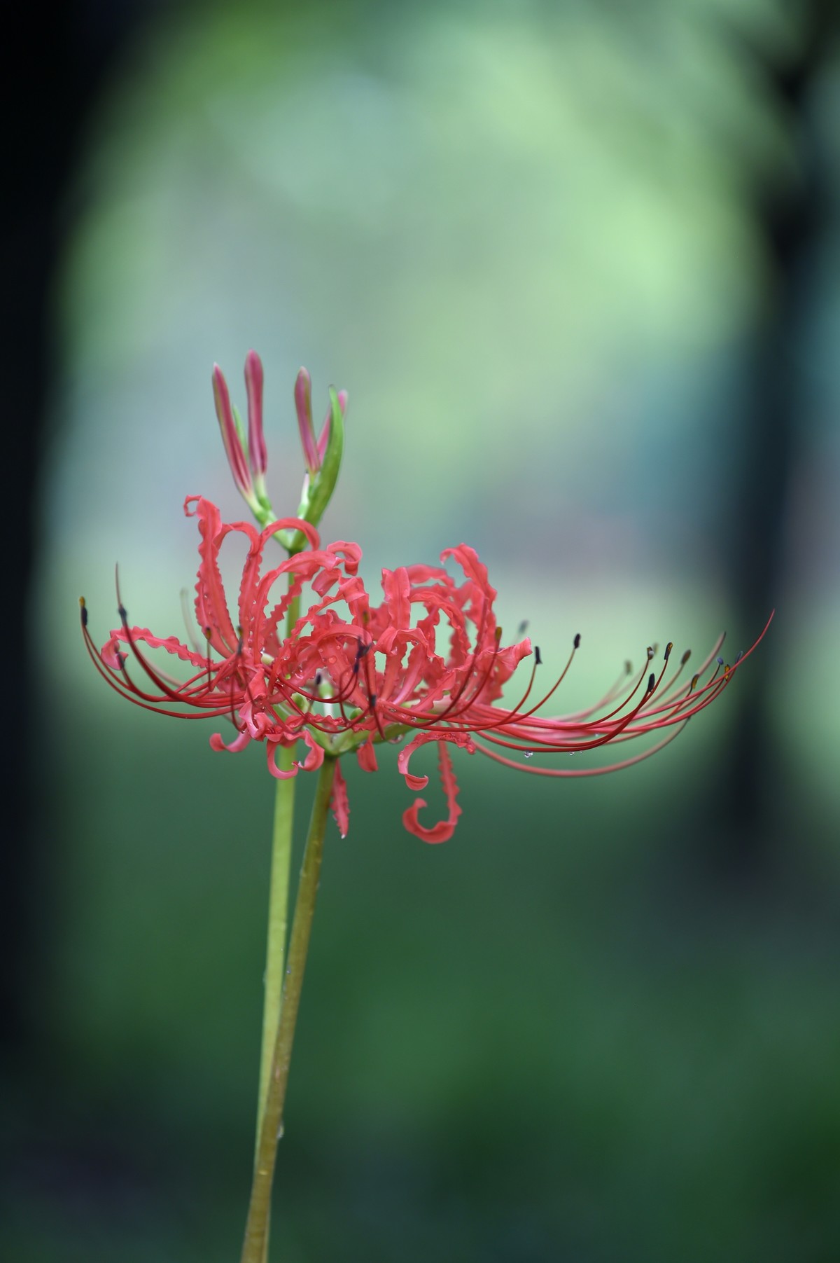 【图集】神秘的彼岸花