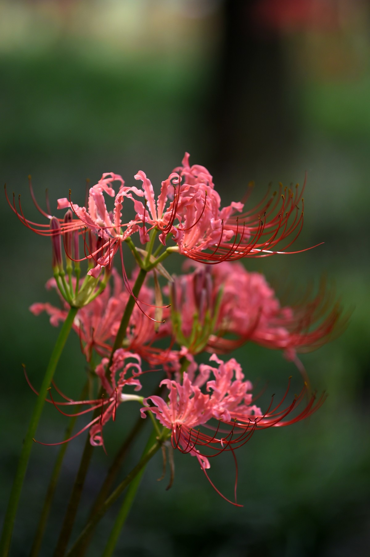【图集】神秘的彼岸花