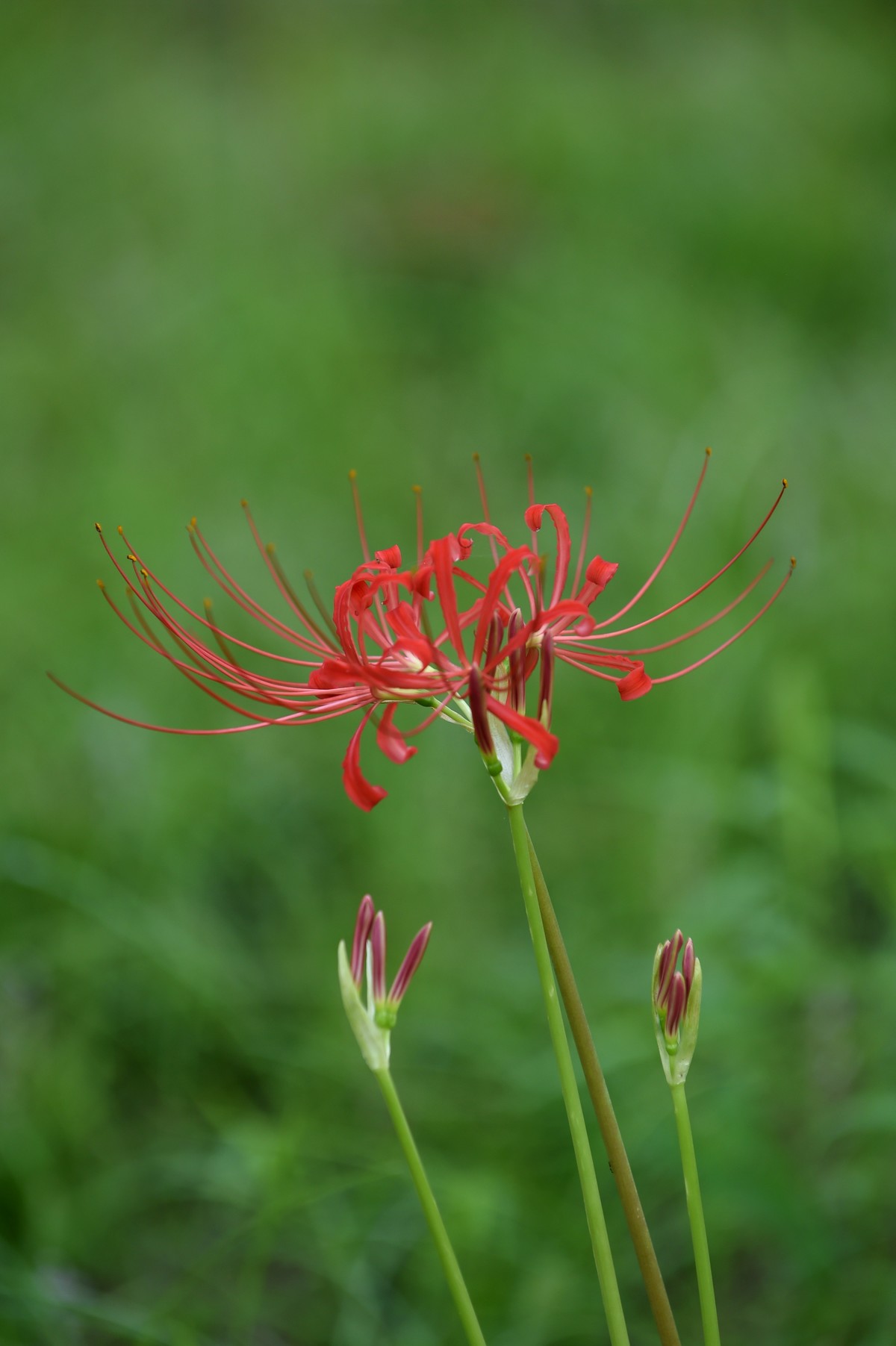 【图集】神秘的彼岸花