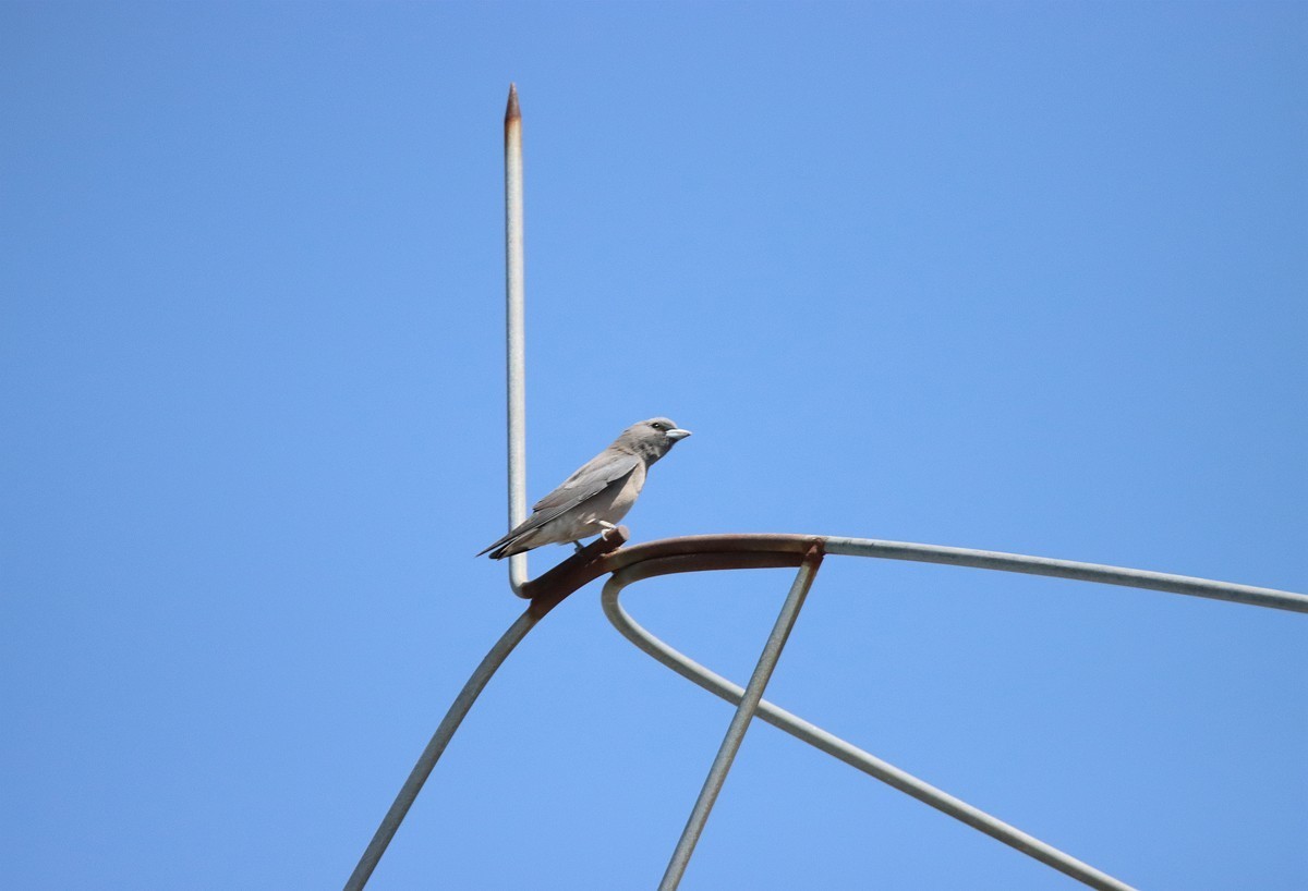 一梭子拍鸟——不知名的小鸟