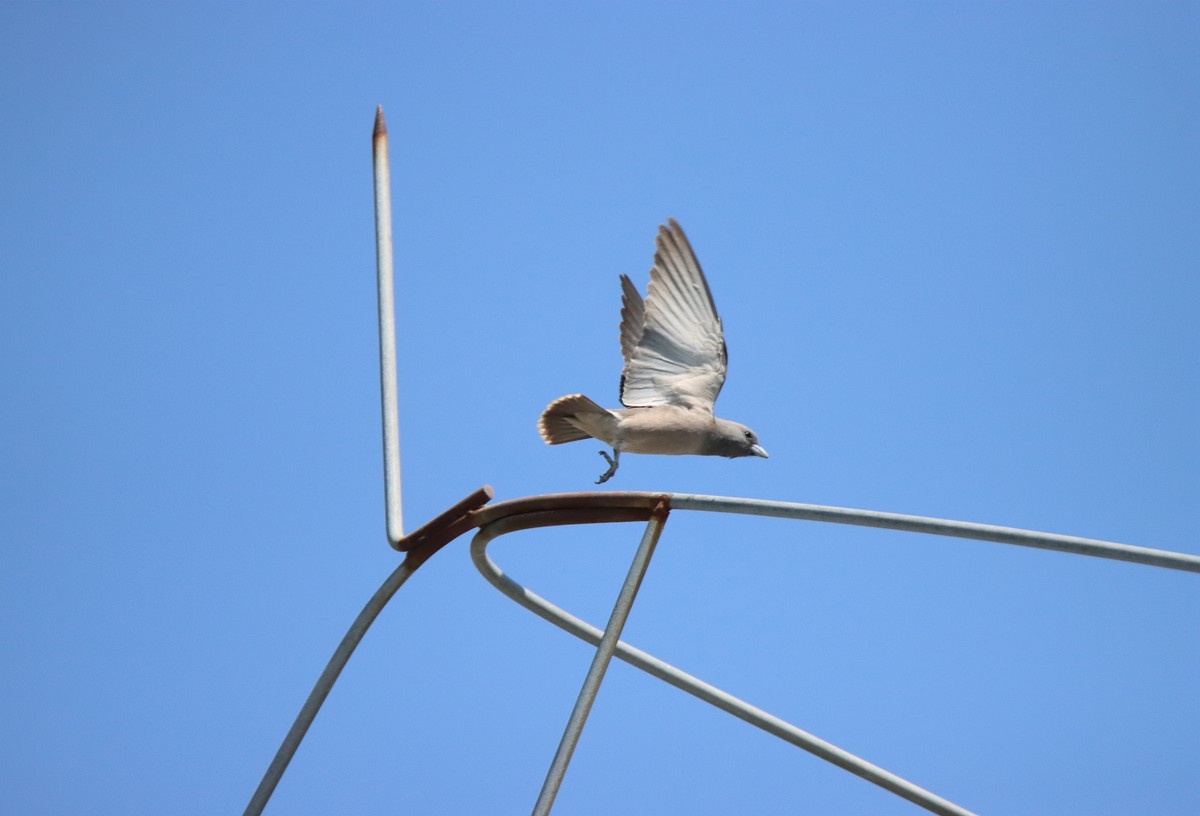 一梭子拍鸟——不知名的小鸟