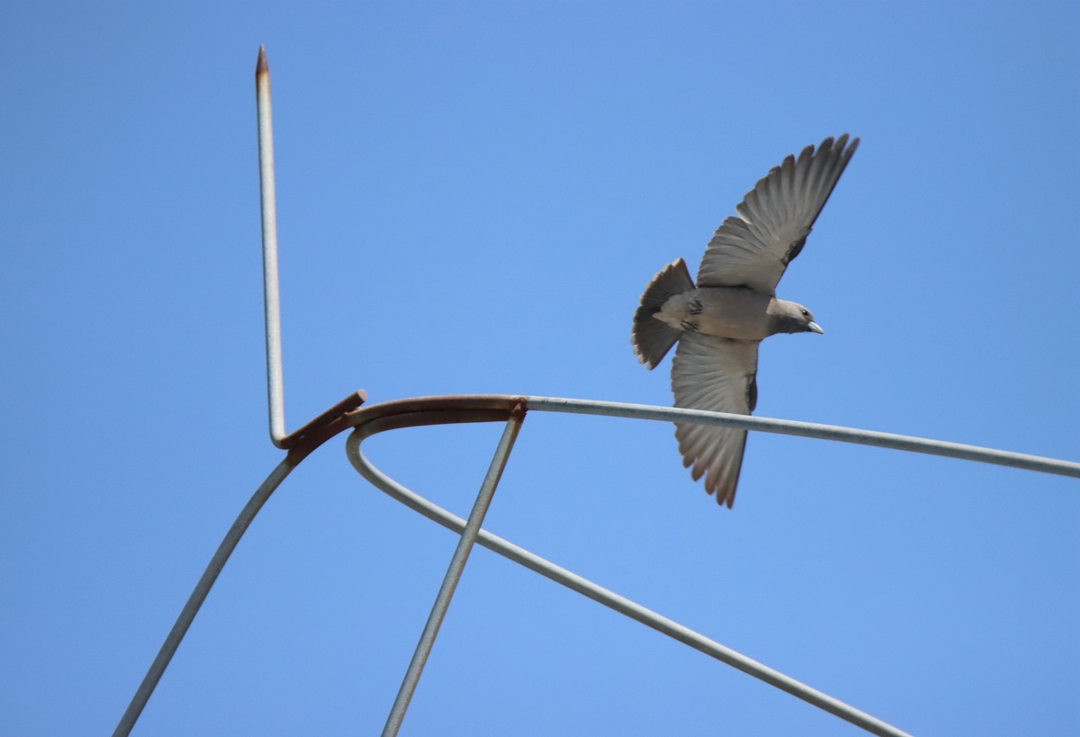 一梭子拍鸟——不知名的小鸟