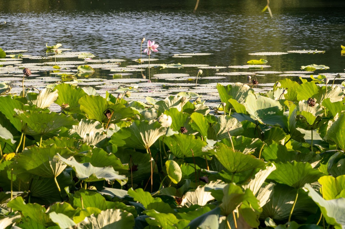 庐州印象（390）杏花公园