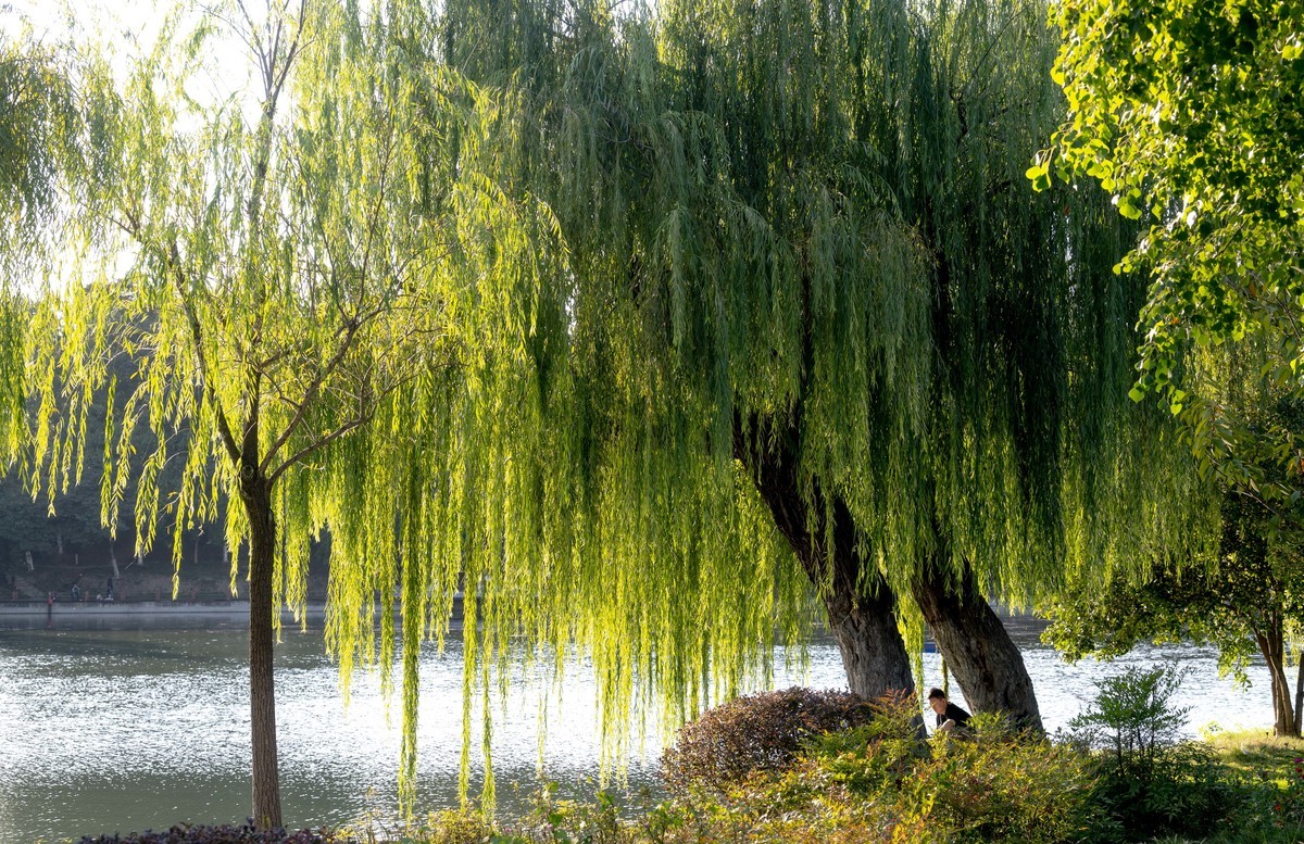 庐州印象（390）杏花公园