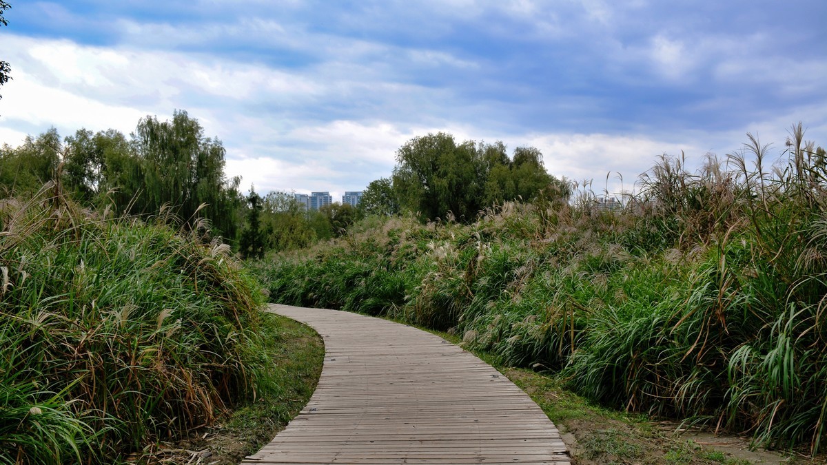 湿地秋拍（2024291）