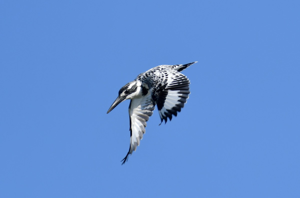 第一次拍到斑鱼狗