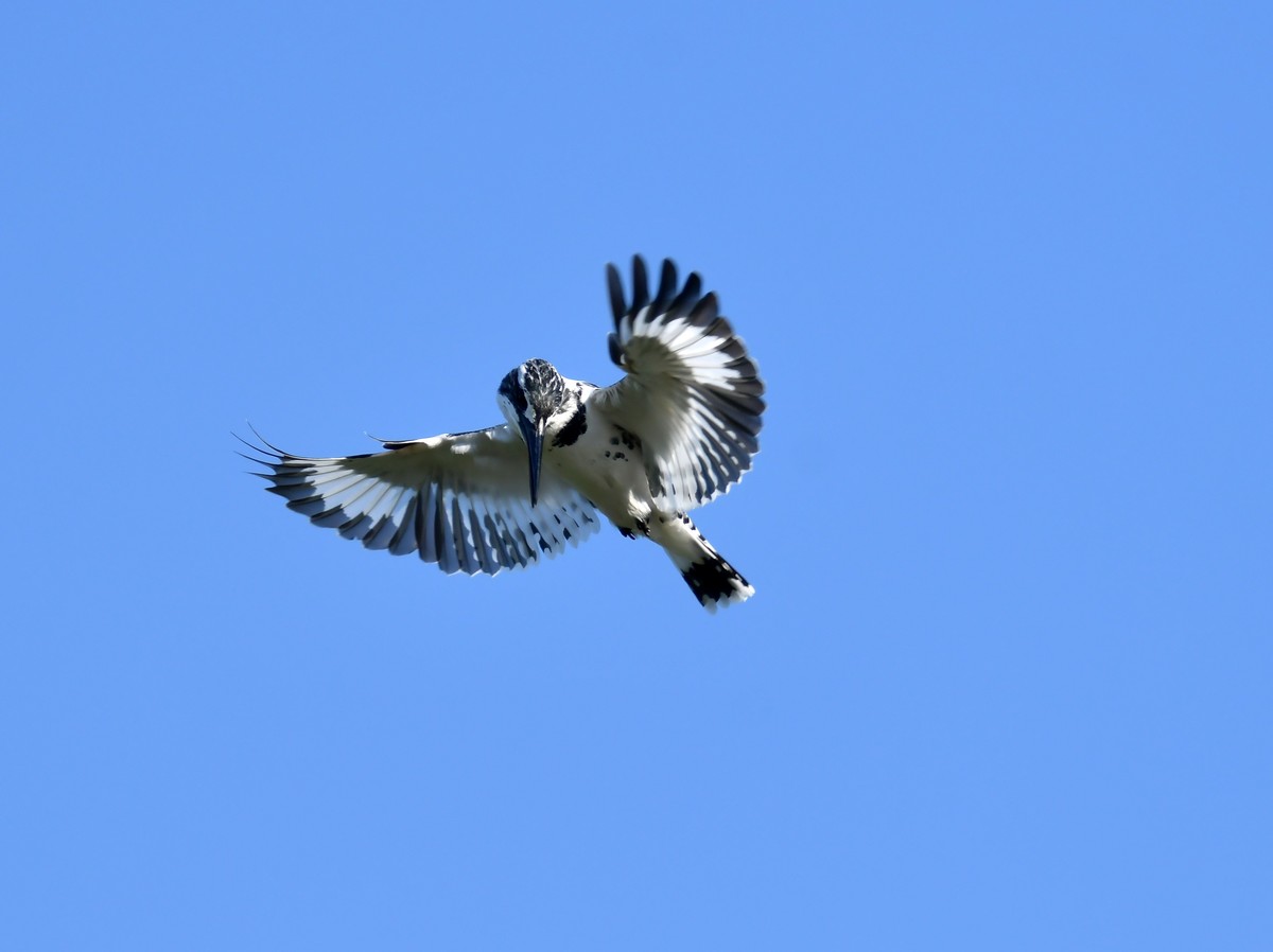 第一次拍到斑鱼狗