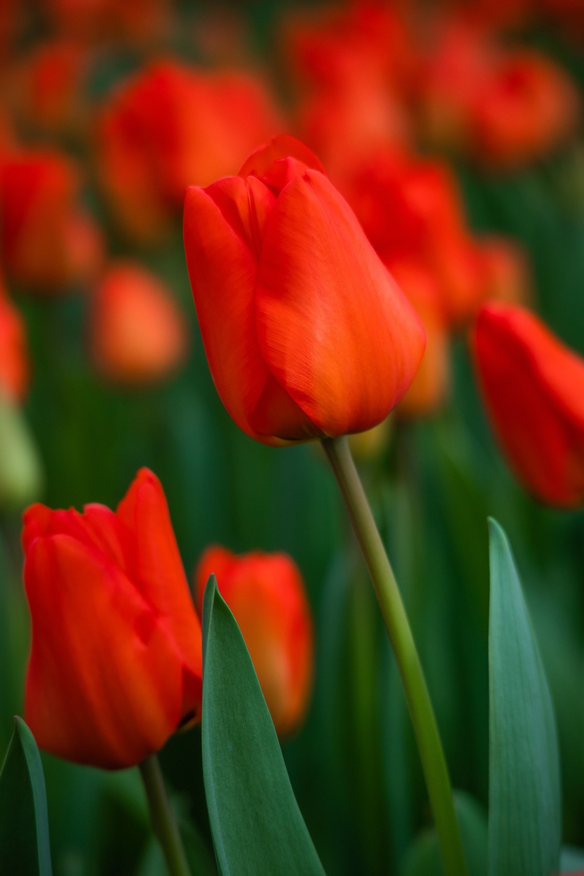 长春农博园M6小试