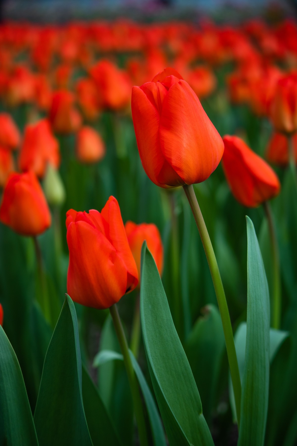 长春农博园M6小试