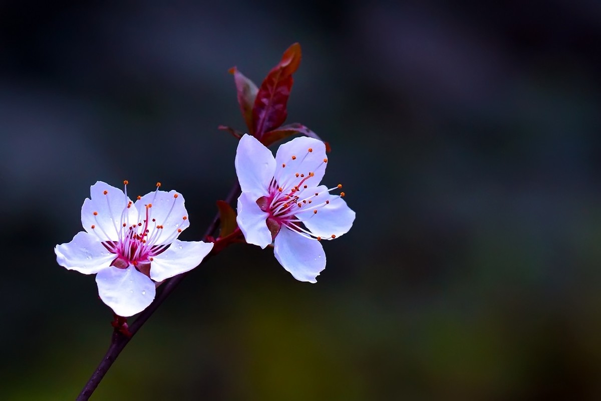 旧片_红叶李花27