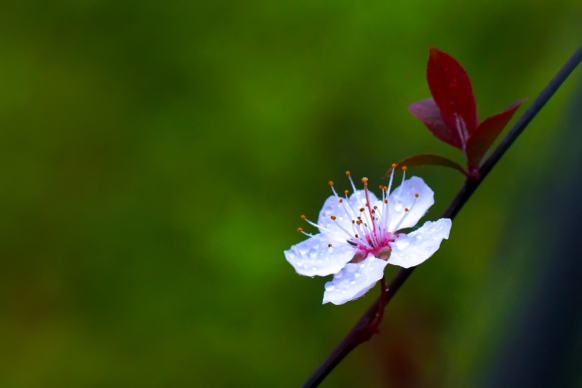 旧片_红叶李花27