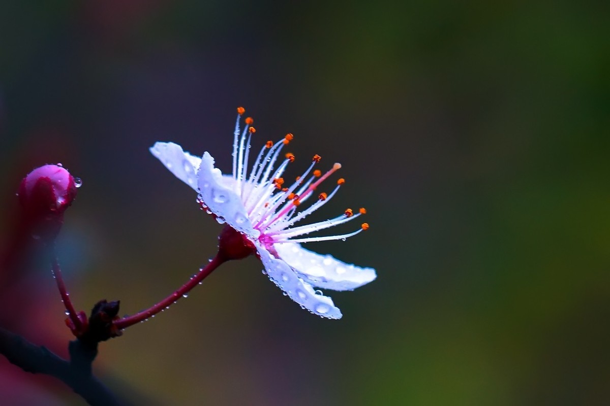 旧片_红叶李花27