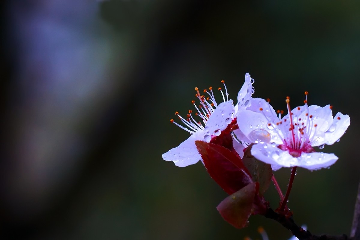 旧片_红叶李花27