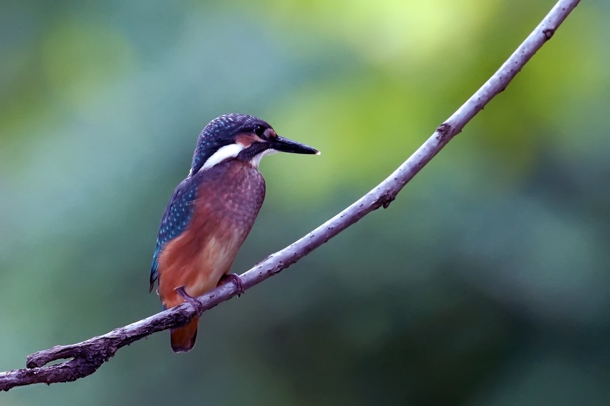 旧片_ 小翠鸟仔仔19