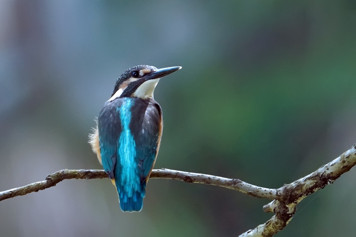 旧片_ 小翠鸟仔仔19