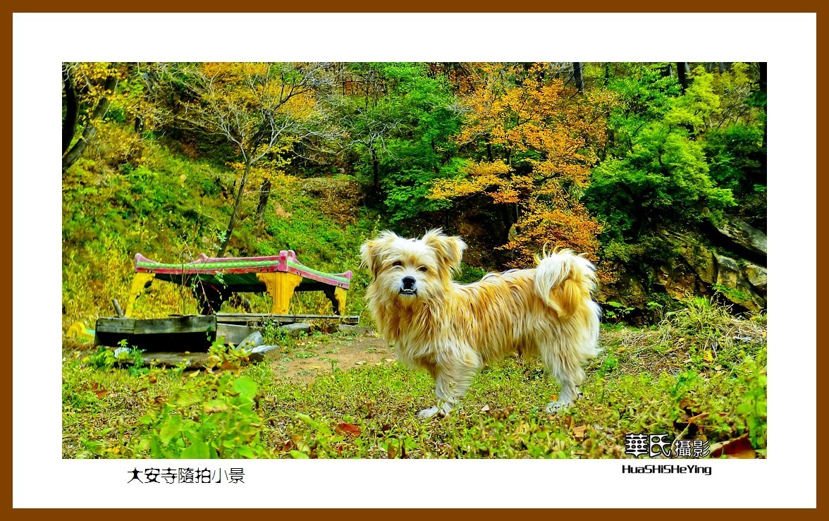 我爱家乡——大安寺随拍小景（辽宁鞍山千山）