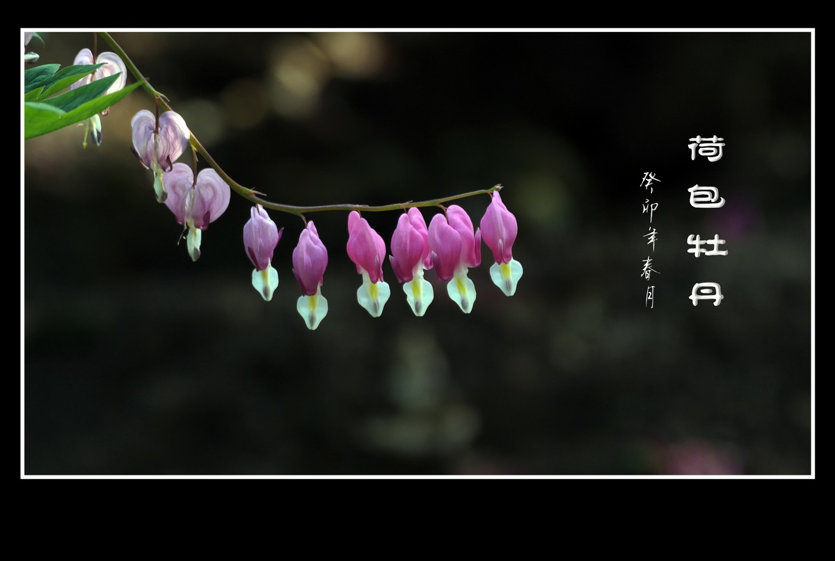 红心荷包一枝担，不是牡丹称牡丹